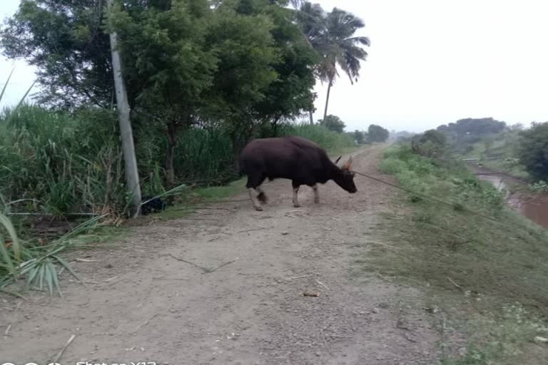 Gaur Captured at belagavi