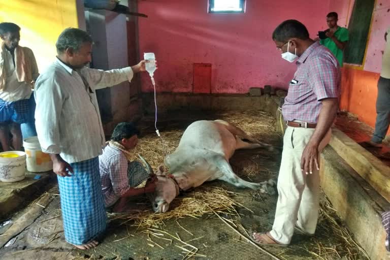 same family 30 cattles died in mandya