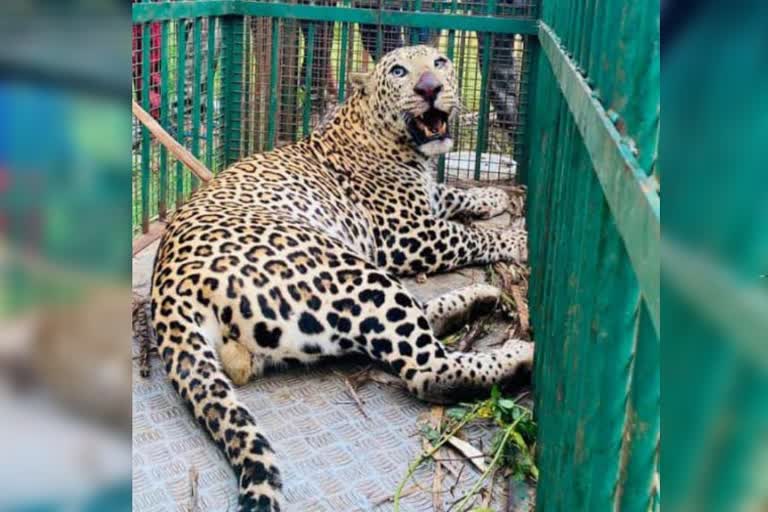 cheetah captured at mysore
