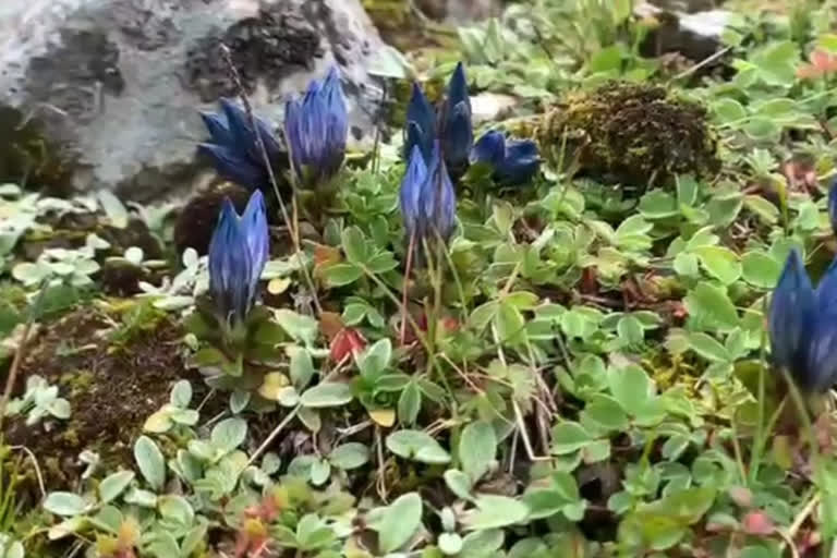 Neel Kamal blooms near Kedarnath Temple in Uttarakhand