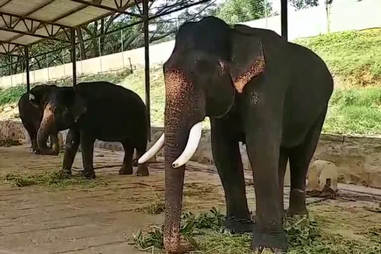 Special food given for elephants