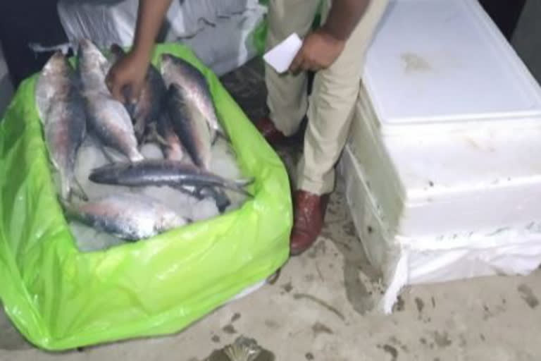 two smugglers arrested with 140 kg hilsa fish in Islampur near india-bangladesh border