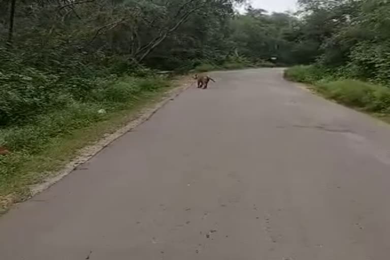 Sariska National Park, alwar news