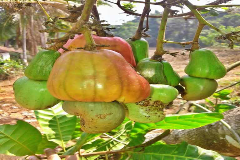 new cashews seed breed