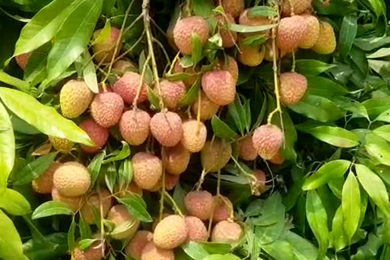 Farmer Ram Niwas Saini Litchi Cultivation