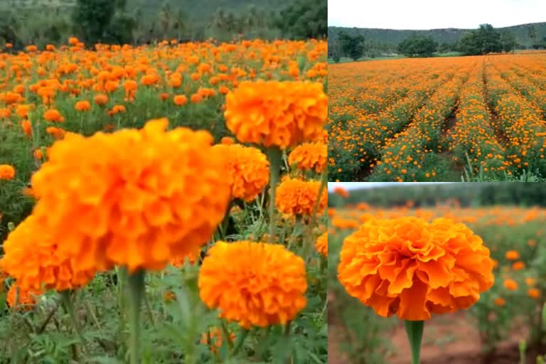 marigold flower