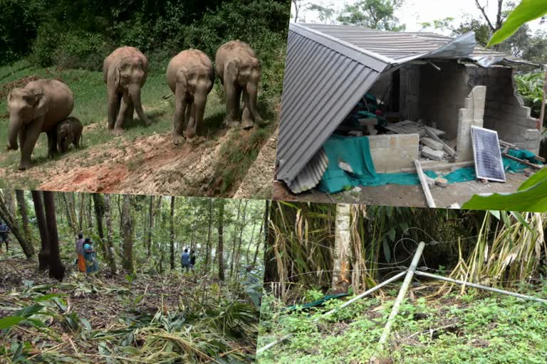 കാട്ടാനക്കലി  കാട്ടാനക്കലി വാര്‍ത്ത  കാട്ടാന ആക്രമണം വാര്‍ത്ത  കാട്ടാന ശല്യം വാര്‍ത്ത  കാട്ടാന ശല്യം മരണം വാര്‍ത്ത  കാട്ടാന ആക്രമണം മരണം വാര്‍ത്ത  കാട്ടാന ആക്രമണം 39 മരണം വാര്‍ത്ത  കാട്ടാന ആക്രമണം ഇടുക്കി വാര്‍ത്ത  കാട്ടാന ശല്യം ഇടുക്കി വാര്‍ത്ത  wild elephant attack news  idukki wild elephant attack news  wild elephant attack death news  wild elephant attacks claim 39 lives  ഇടുക്കി കാട്ടാന ശല്യം വാര്‍ത്ത  ഇടുക്കി കാട്ടാന ആക്രമണം വാര്‍ത്ത  ഇടുക്കി കാട്ടാനക്കലി വാര്‍ത്ത