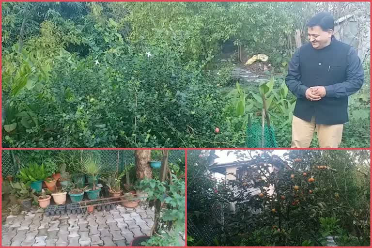 ifs-officer-pradeep-thakur-converted-the-kitchen-garden-into-a-botanical-garden-in-hamirpur