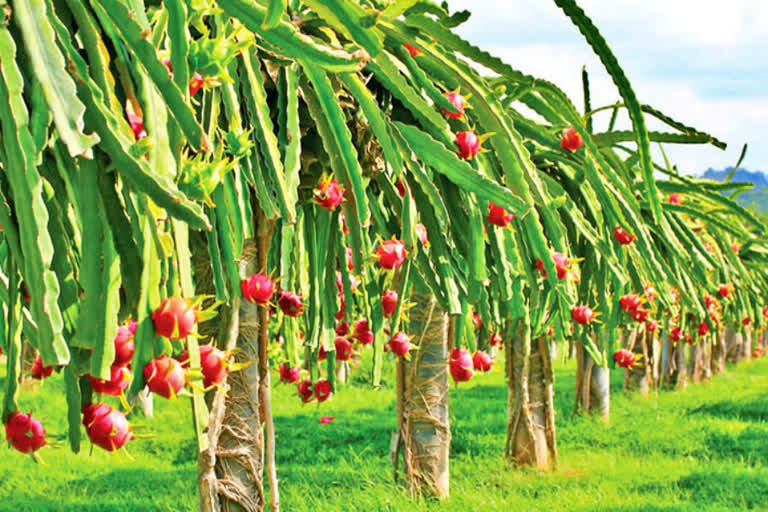 Dragon Fruit Cultivation in Telangana