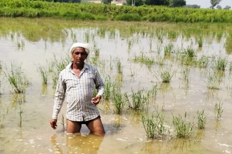 bhiwani crop submerged
