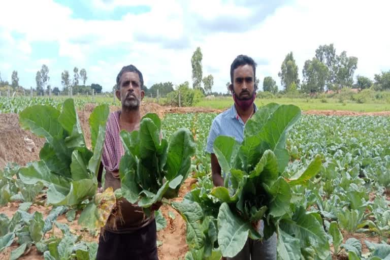 dhoddaballapura farmer face loss by cauliflower  crop