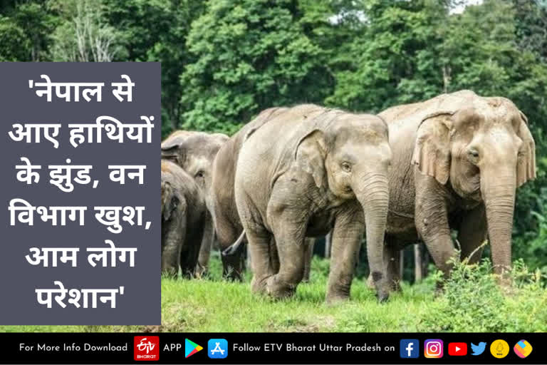 लखीमपुर खीरी में नेपाली जंगली हाथियों की आमद, वन विभाग खुश तो आम लोग बता रहे आफत, जानें क्या है मामला