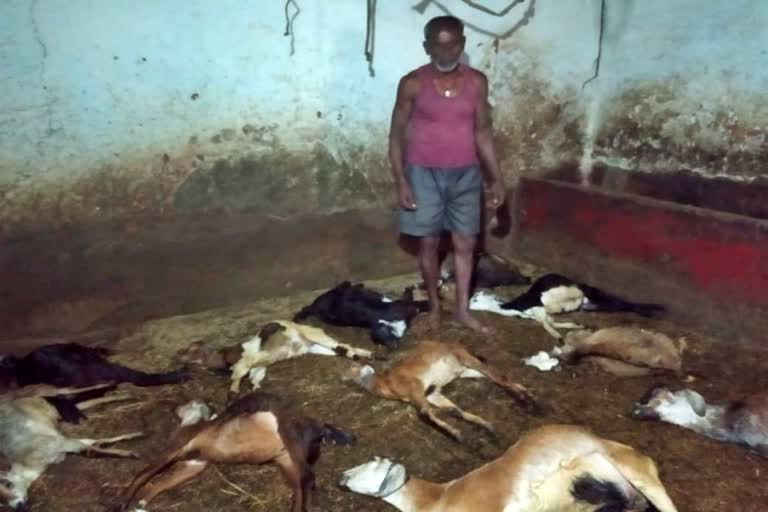21 goats mysterious death in mandya