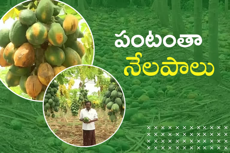prakasham-boppayi-farmers-facing-problems