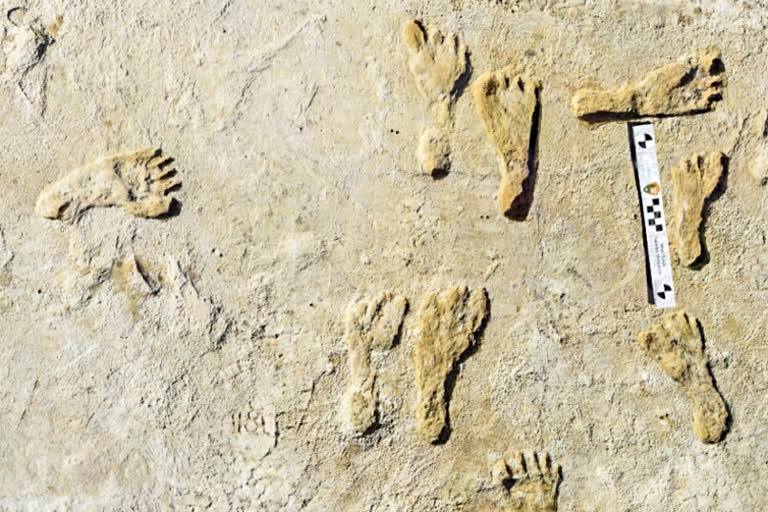 Oldest human footprints