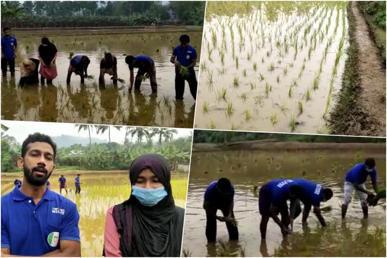 ടീം വെൽഫെയര്‍  യുവാക്കളുടെ കാർഷിക കൂട്ടായ്‌മ  നെൽകൃഷി  play in Summer and farming  monsoon  paddy farming  rice paddy farming as part of the campaign  സംയുക്ത കൂട്ടായ്‌മ