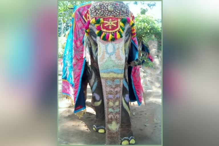 80 Years old elephant died in Sakrebailu