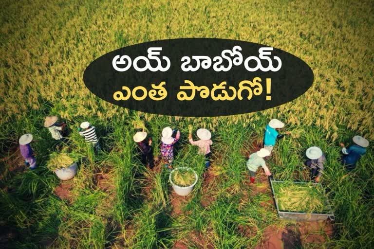 2-meter high rice plants