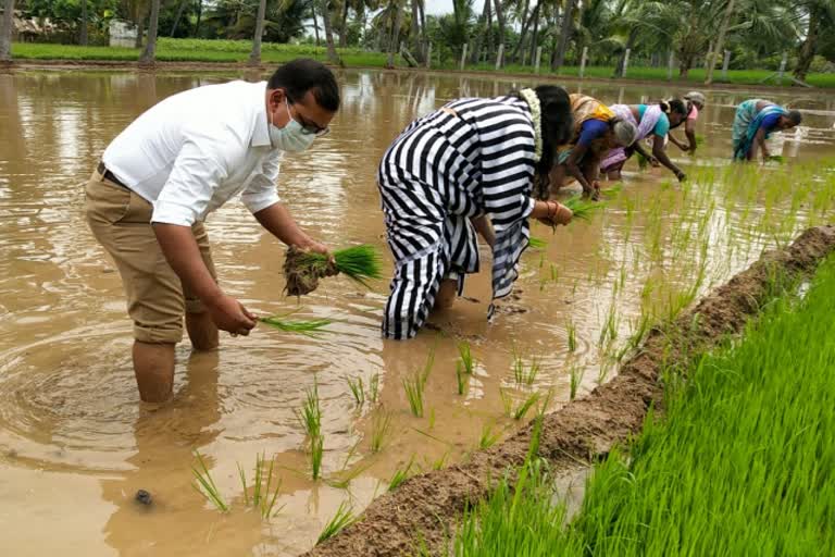 விவசாயியாக மாறிய மாவட்ட ஆட்சியர்