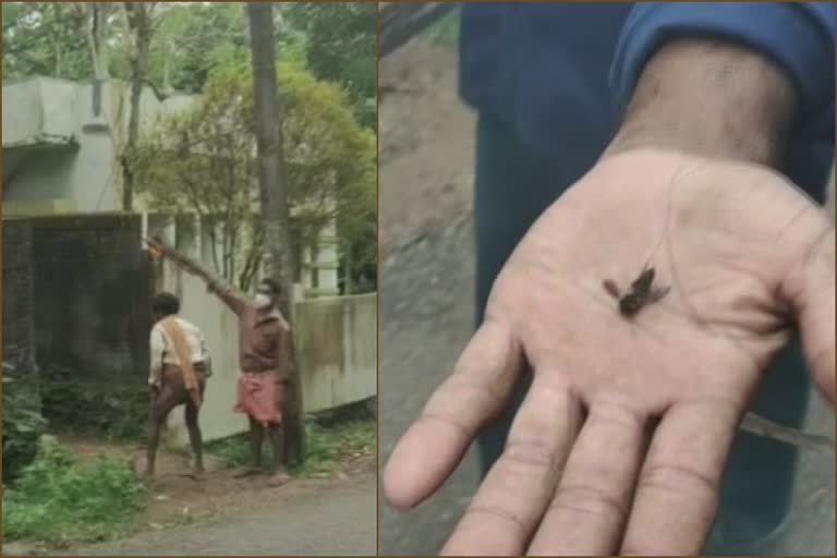 Seven injured in wasp attack in neyyanttinkara  wasp attack  wasp  നെയ്യാറ്റിൻകരയിൽ കടന്നൽ ആക്രമണം  കടന്നൽ ആക്രമണം  കടന്നൽ  പാലിയോട്