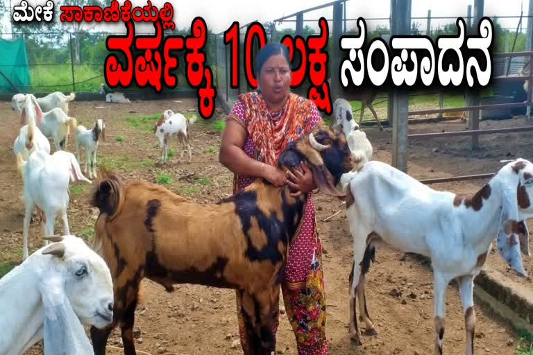 Goat farming : A woman earning 10 lakhs per year