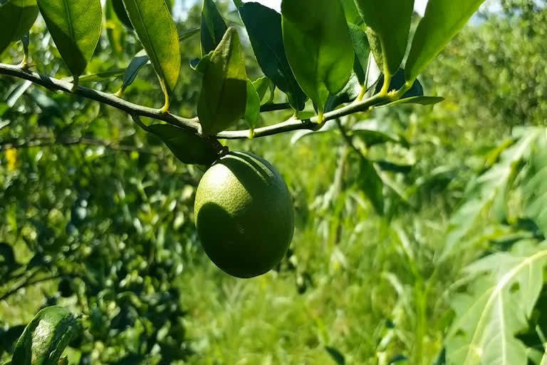 Natural Farming in Paonta Sahib