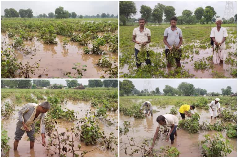 Heavy rains in Deesa taluka destroyed crops