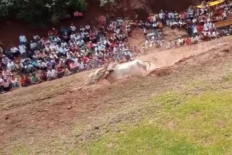 Bullock cart race