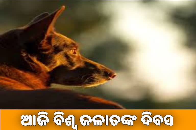 World rabies day: ଜାଣନ୍ତୁ କିପରି କରିବେ ପ୍ରତିକାର...