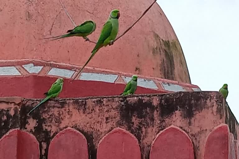 Parrots nest in Sindhwas temple