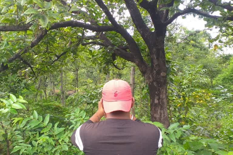 herd-of-elephants-reached-forest-near-rajrappa-temple