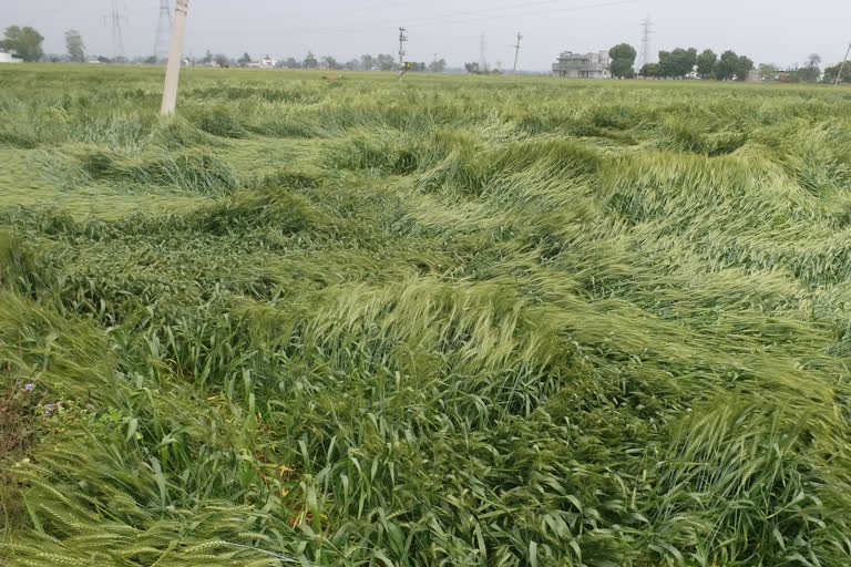 haryana crop special girdawari