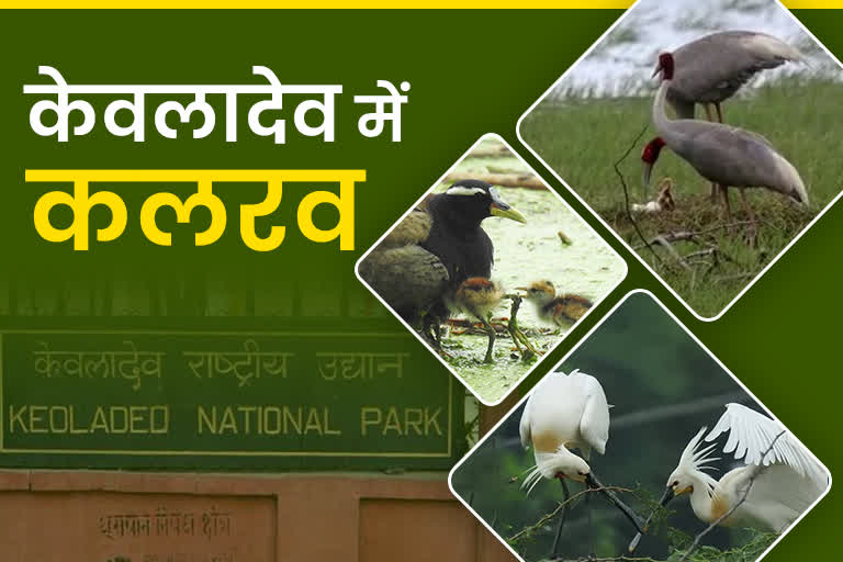 Keoladeo National Park