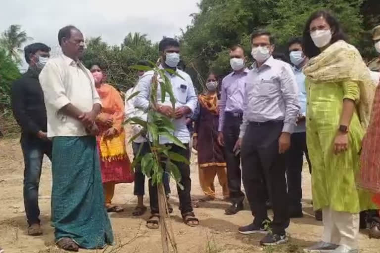 పండ్ల తోటల్లో అంతర్ సాగు చేపట్టాలి