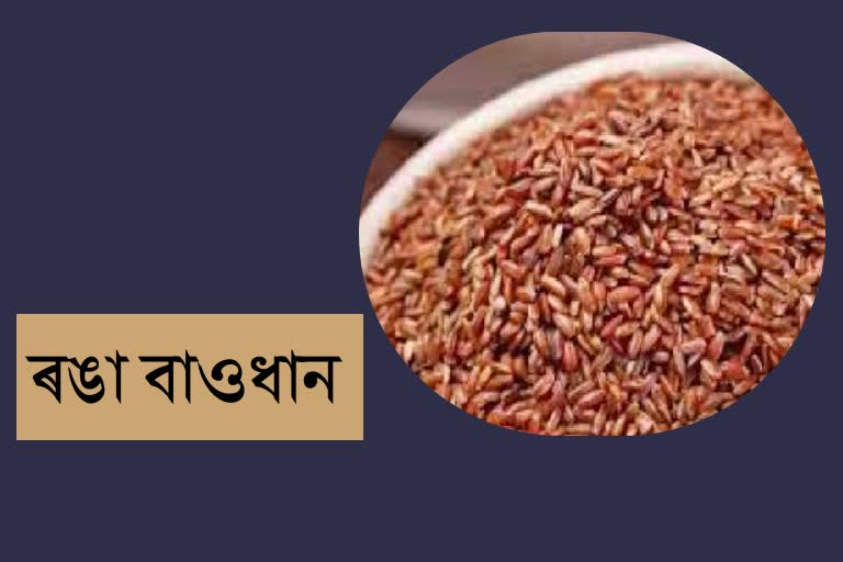 majulis red bao rice in world market