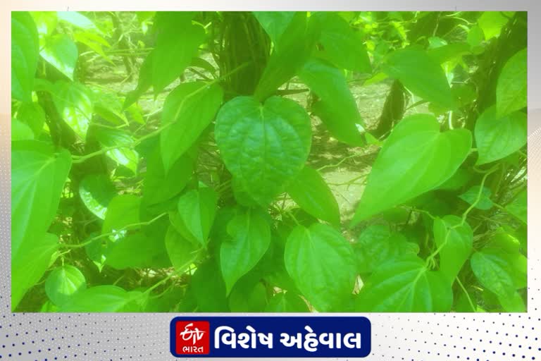 સંક્રમણના કારણે પાનની ખેતી કરતા ખેડૂતોની તકલીફમાં થયો વધારો