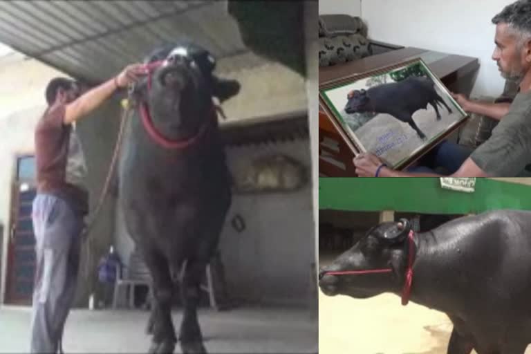 Sulthan, the king of Buffaloes in India dies