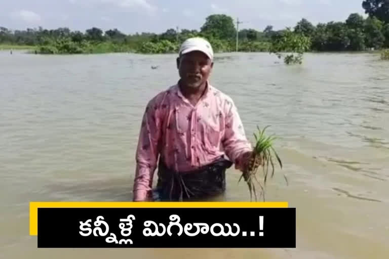 Rains effect on crops in telangana, crop loss