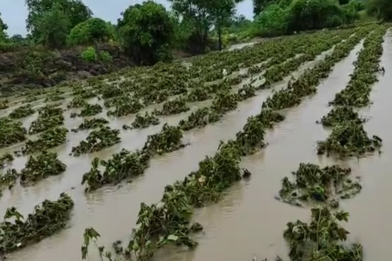 पिकांचे मोठे नुकसान