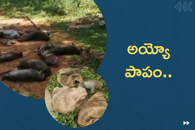 monkeys poisoned karnataka