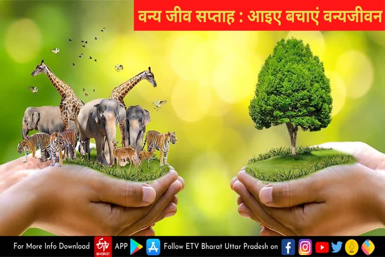 शुक्रवार से वाईल्ड लाइफ़ सप्ताह की शुरुआत, जानिए क्यों मनाते हैं wild life week