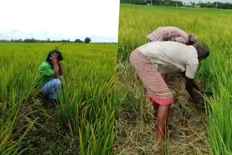 ধান পাকার আগে কেটে ফেলতে হচ্ছে