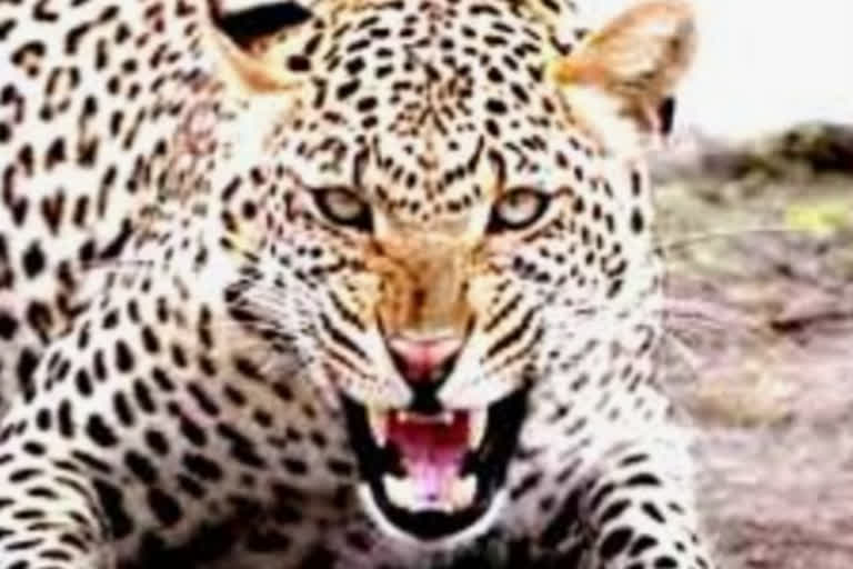 Leopard attacks five-year-old girl in Nashik