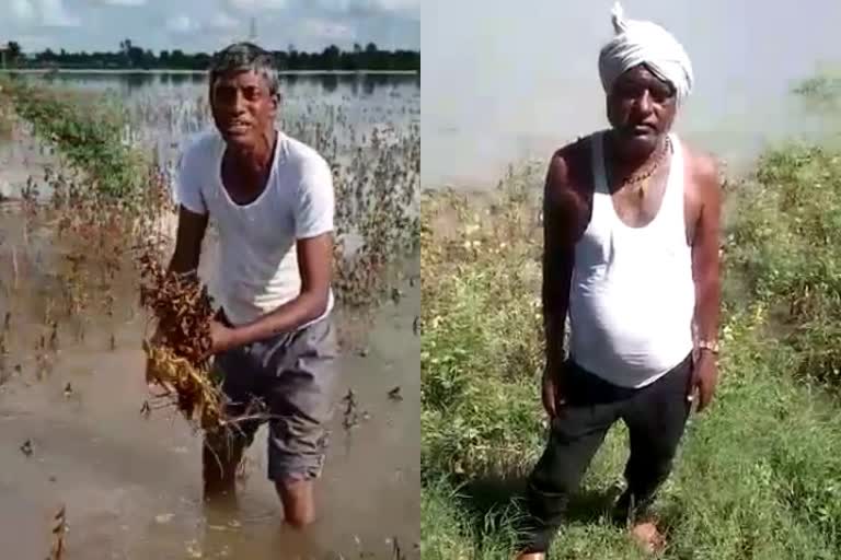 farmers crop damage due to river water in bidar
