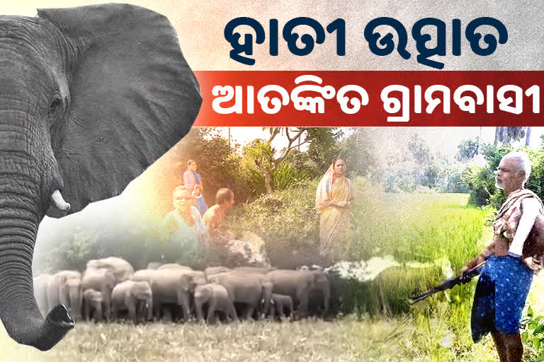 ହାତୀ ଆତଙ୍କ: ସନ୍ଧ୍ୟା ହେଲେ ଗାଁରେ ପଡୁଛି ତାଟି କବାଟ