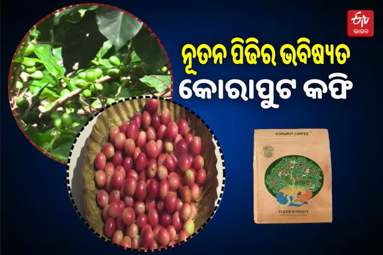 International coffee day koraput coffee to be future of youngmans