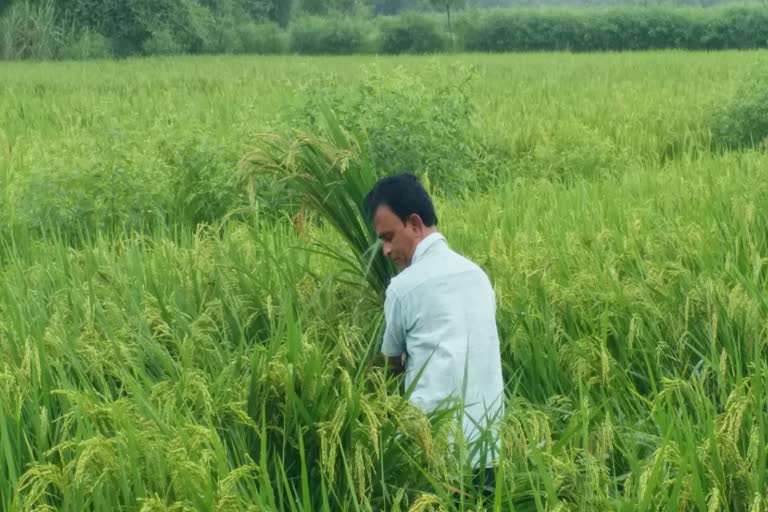 Damage to paddy in Navsari