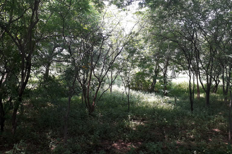 farming of sandalwood