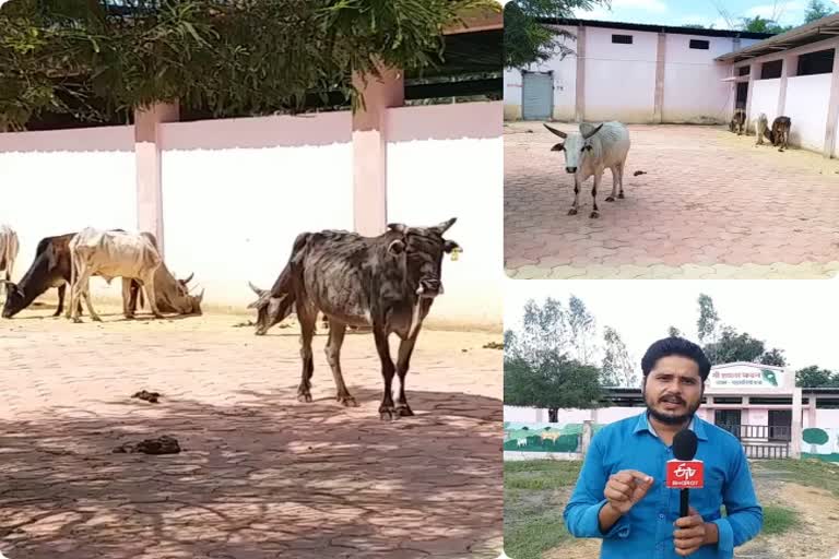 Gaushala in Shahdol