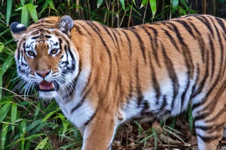 nilgiris-tiger-issue